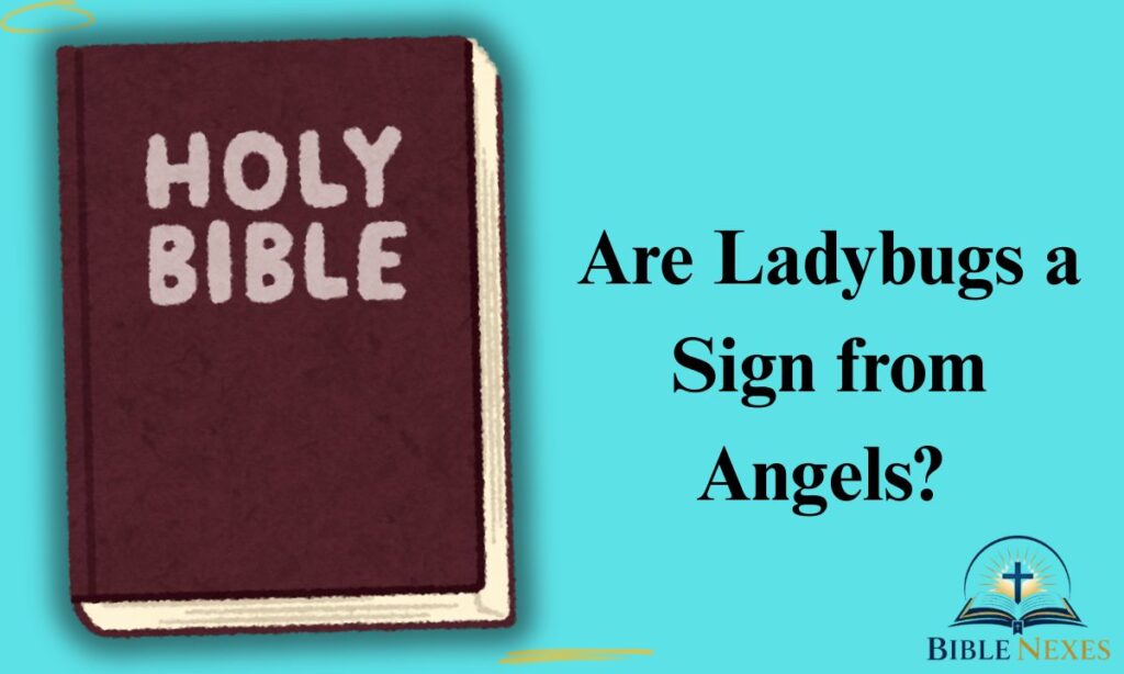 Are Ladybugs a Sign from Angels?