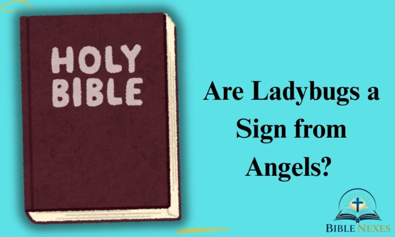 Are Ladybugs a Sign from Angels?